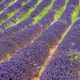 Lavendelfeld bei Sault (Vaucluse)