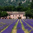 Lavendelfeld bei Simiane-la-Rotonde