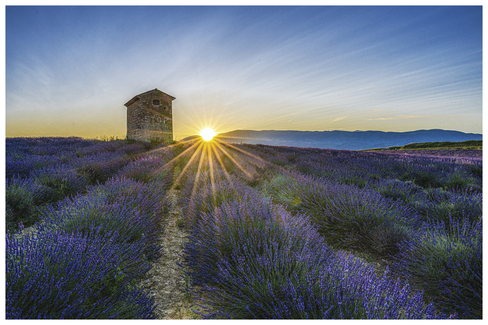 Lavendelfeld bei Valensole