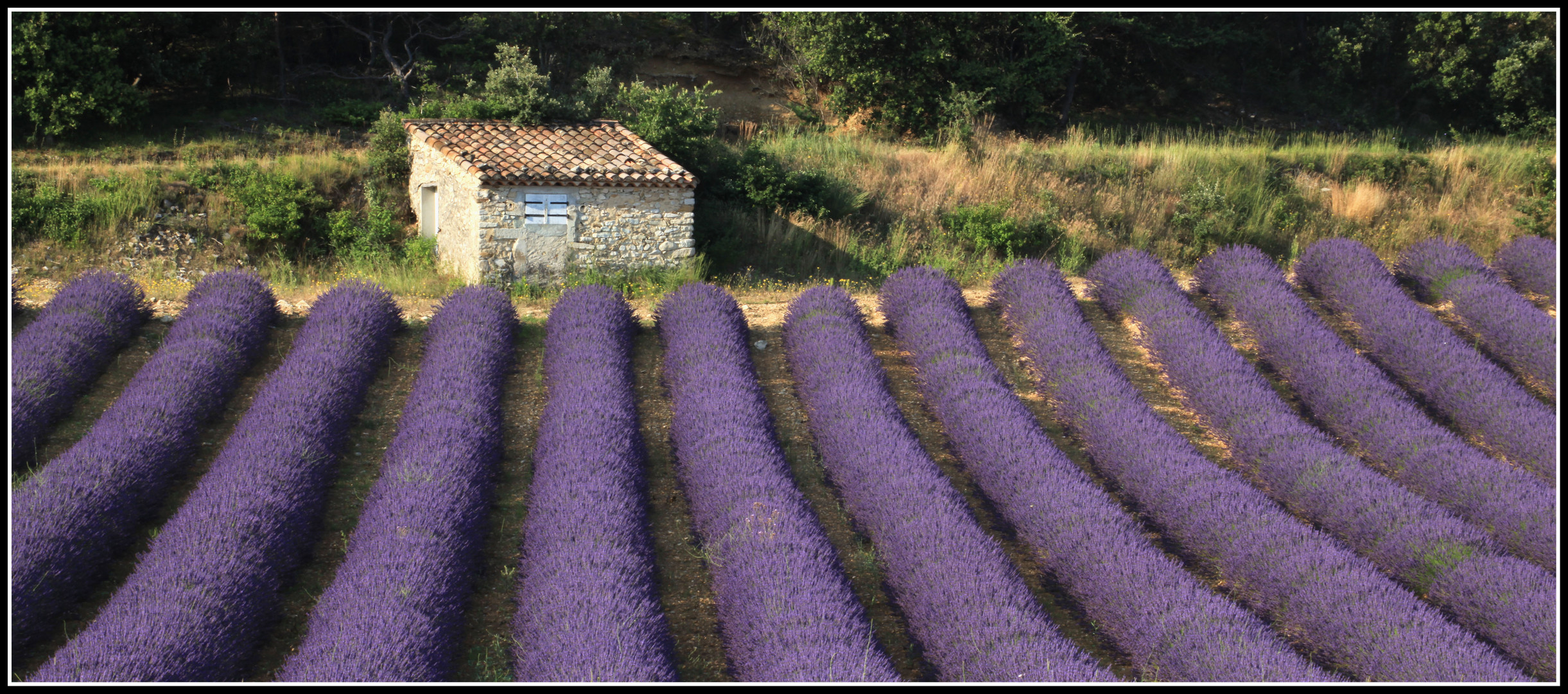 Lavendelfeld Frankreich
