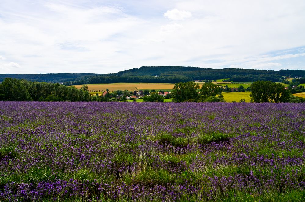 Lavendelfeld Fromhausen