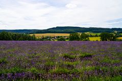 Lavendelfeld Fromhausen