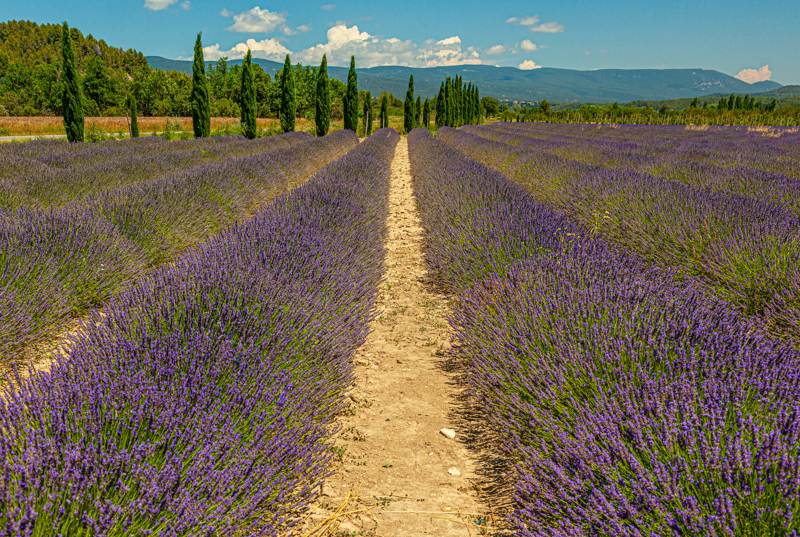 Lavendelfeld im Luberon