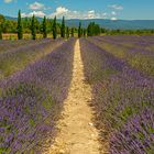 Lavendelfeld im Luberon