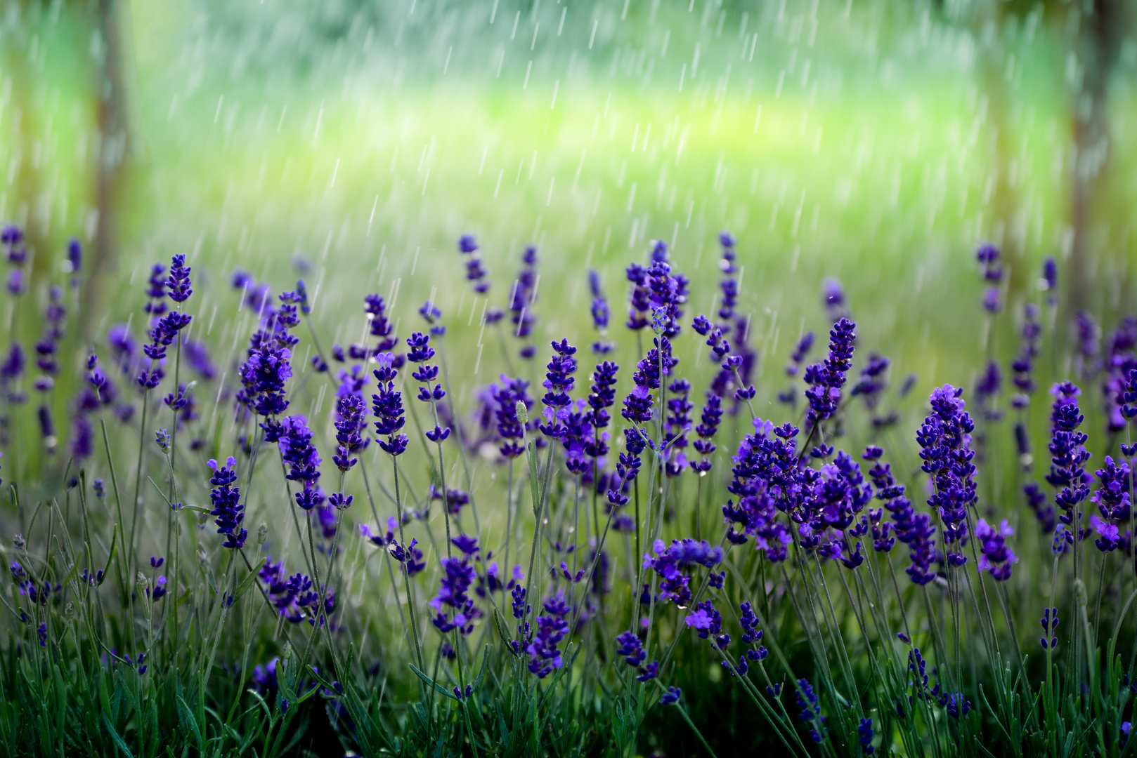 Lavendelfeld im Regen