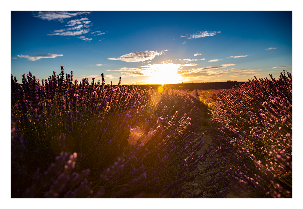 Lavendelfeld im Sonnenuntergang