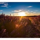 Lavendelfeld im Sonnenuntergang