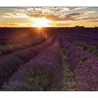 - Lavendelfeld im Sonnenuntergang -