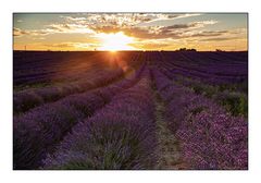 - Lavendelfeld im Sonnenuntergang -