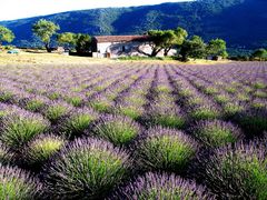 Lavendelfeld in der Nähe des Grand Canyon du Verdon