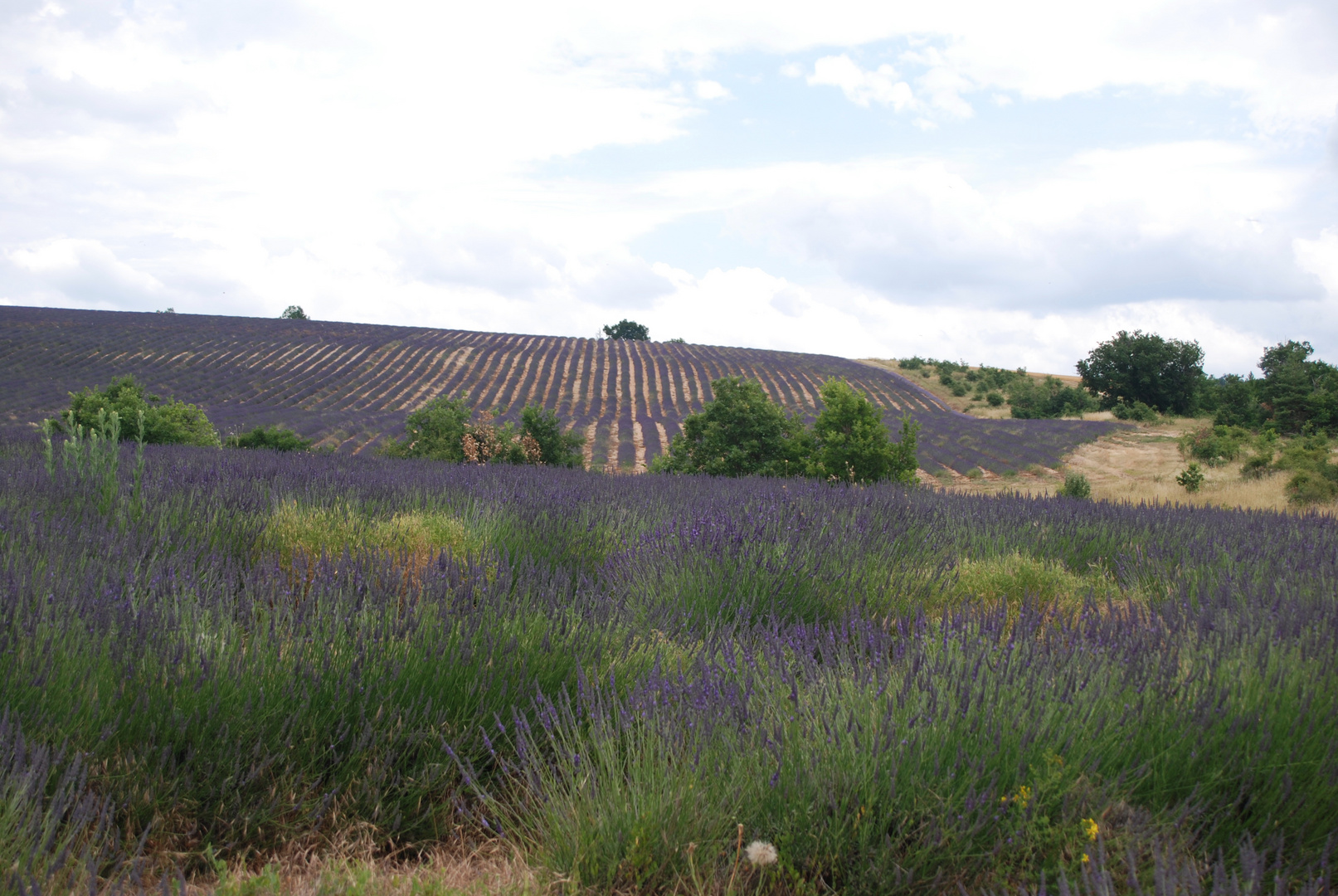 Lavendelfeld in der Provence