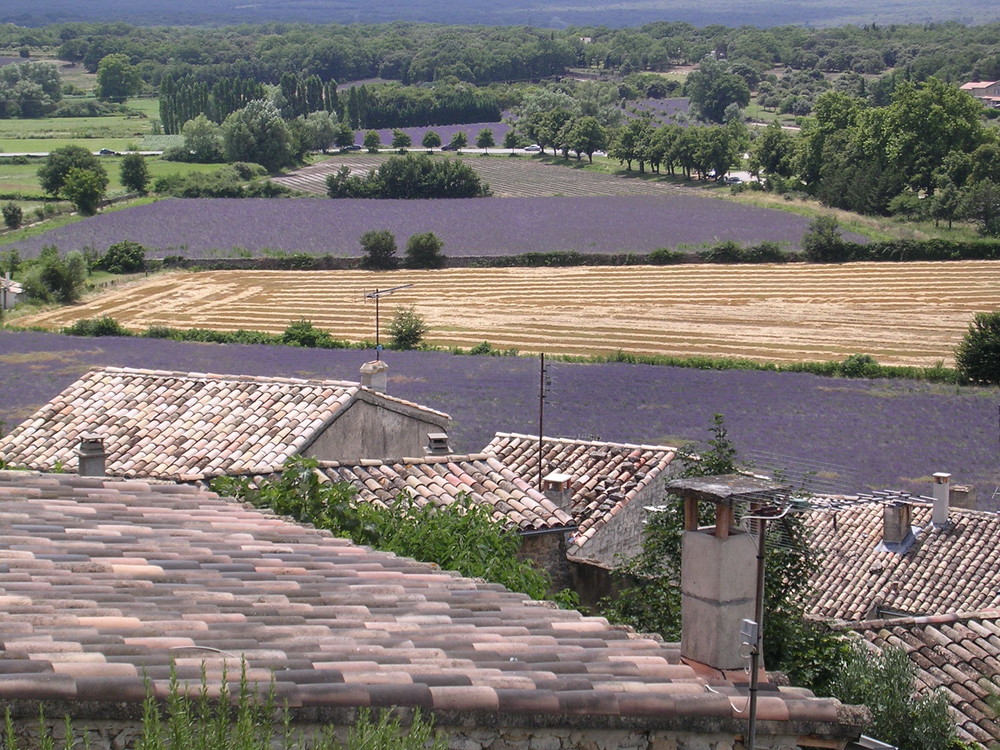 Lavendelfeld in der Provence