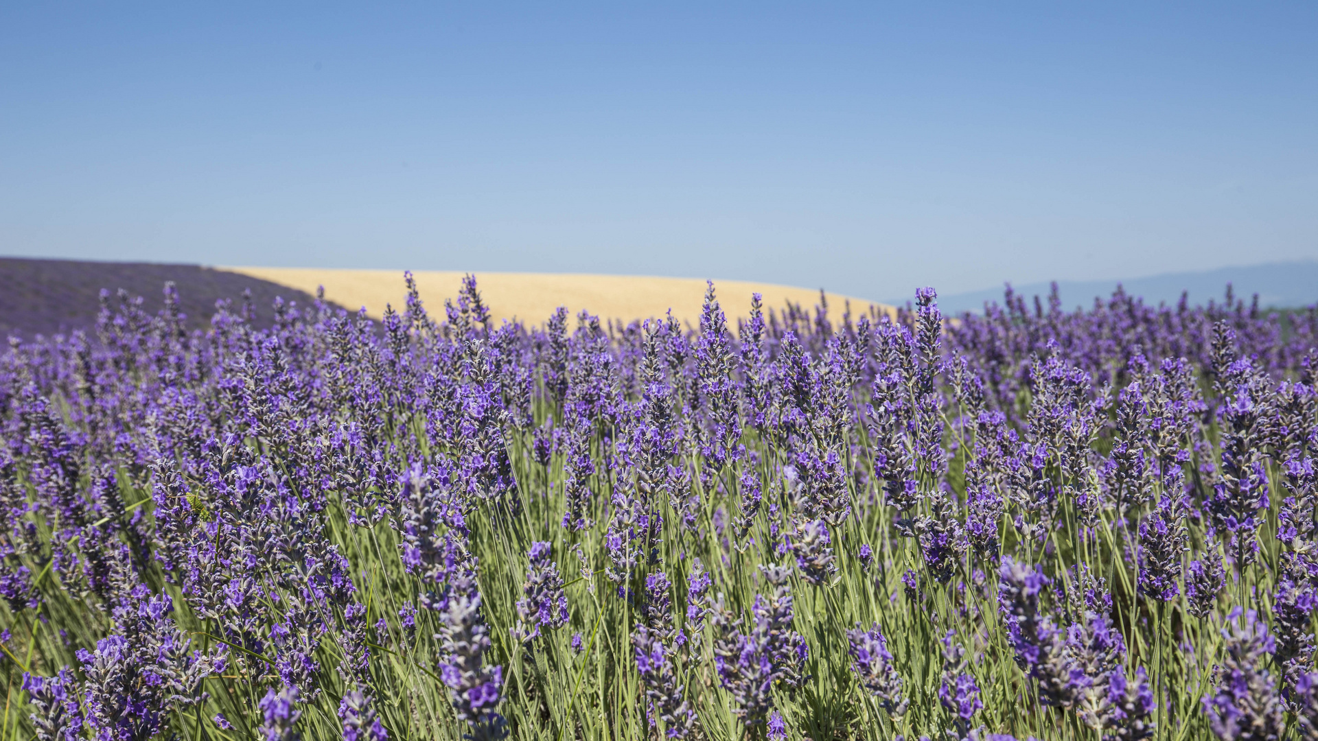 Lavendelfeld in der Provence