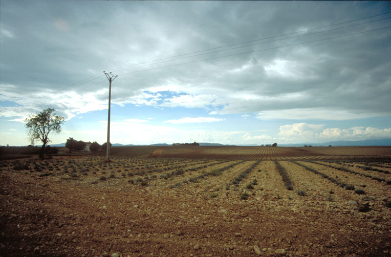 Lavendelfeld in der Provence