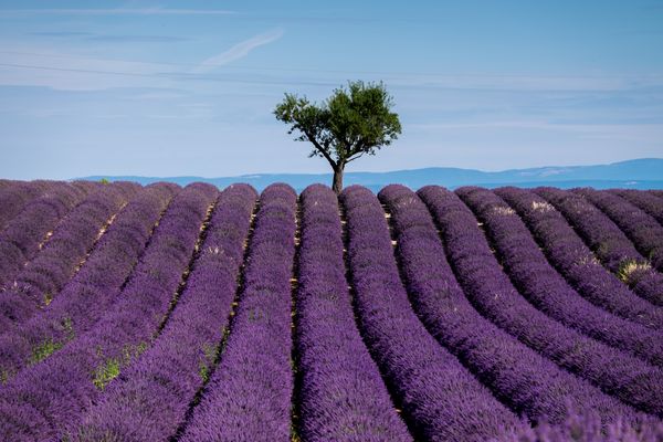 Lavendelfeld in der Provence