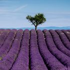 Lavendelfeld in der Provence