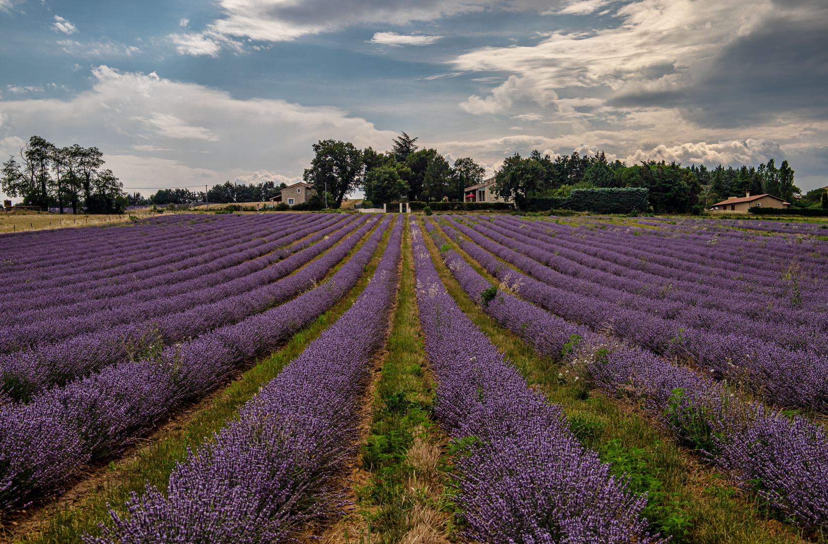 **LAVENDELFELD IN DER PROVENCE**