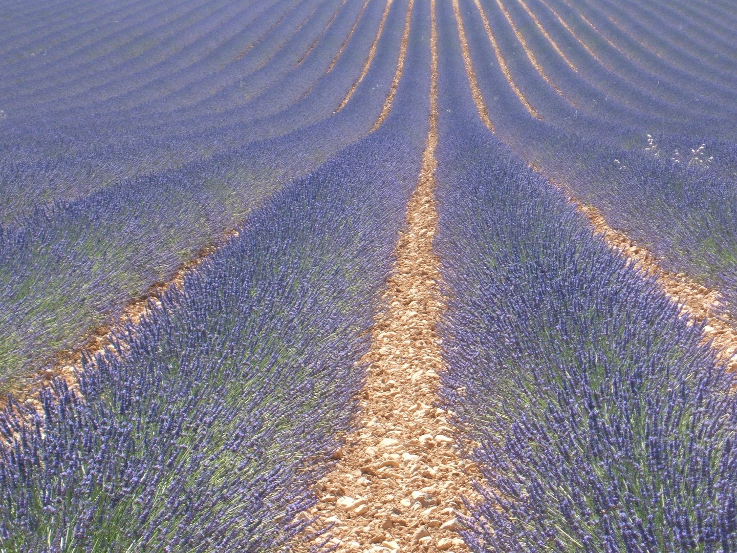 Lavendelfeld in der Provence