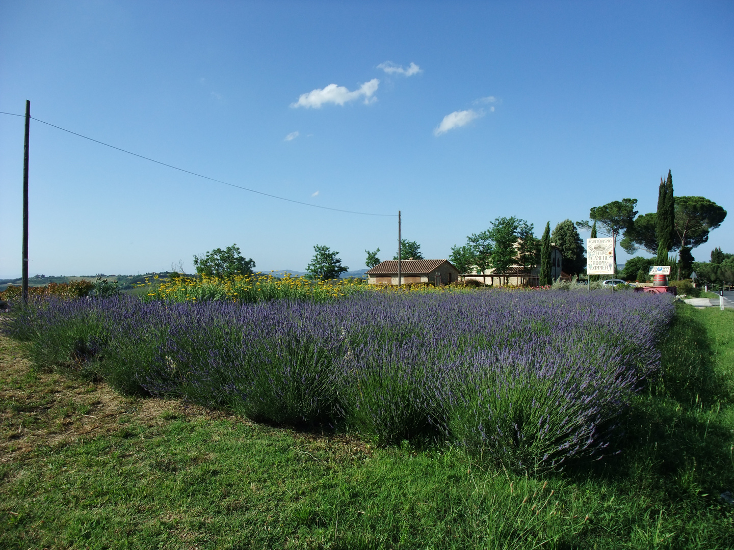 Lavendelfeld in der Toscana