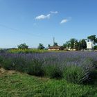 Lavendelfeld in der Toscana