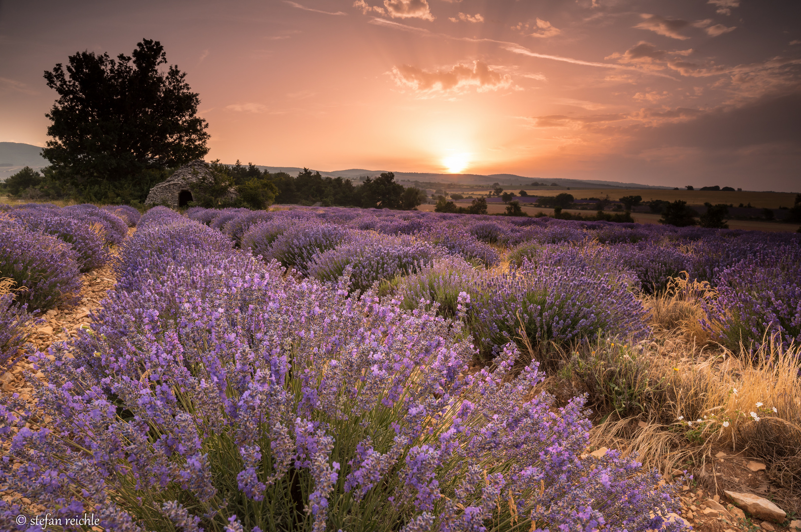 Lavendelfeld mit Borie, Sault - Provence