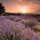 Lavendelfeld mit Borie, Sault - Provence