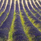 Lavendelfeld mit gelben Blumen