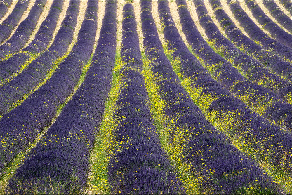 Lavendelfeld mit gelben Blumen