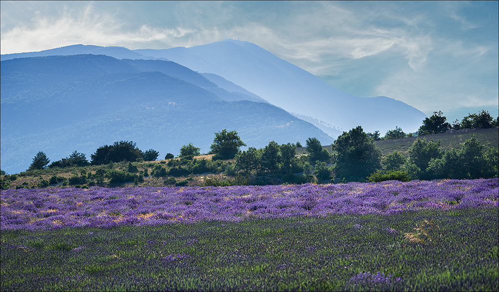 Lavendelfeld-mit-Mont-Ventoux