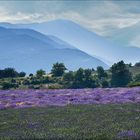 Lavendelfeld-mit-Mont-Ventoux