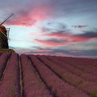 Lavendelfeld mit Mühle  Provence Südfrankreich Sonnenuntergangsstimmung