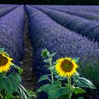 Lavendelfeld-mit-Sonnenblumen