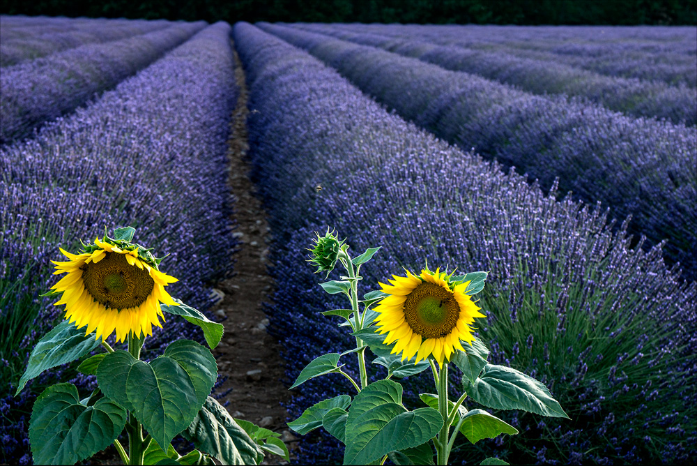 Lavendelfeld-mit-Sonnenblumen