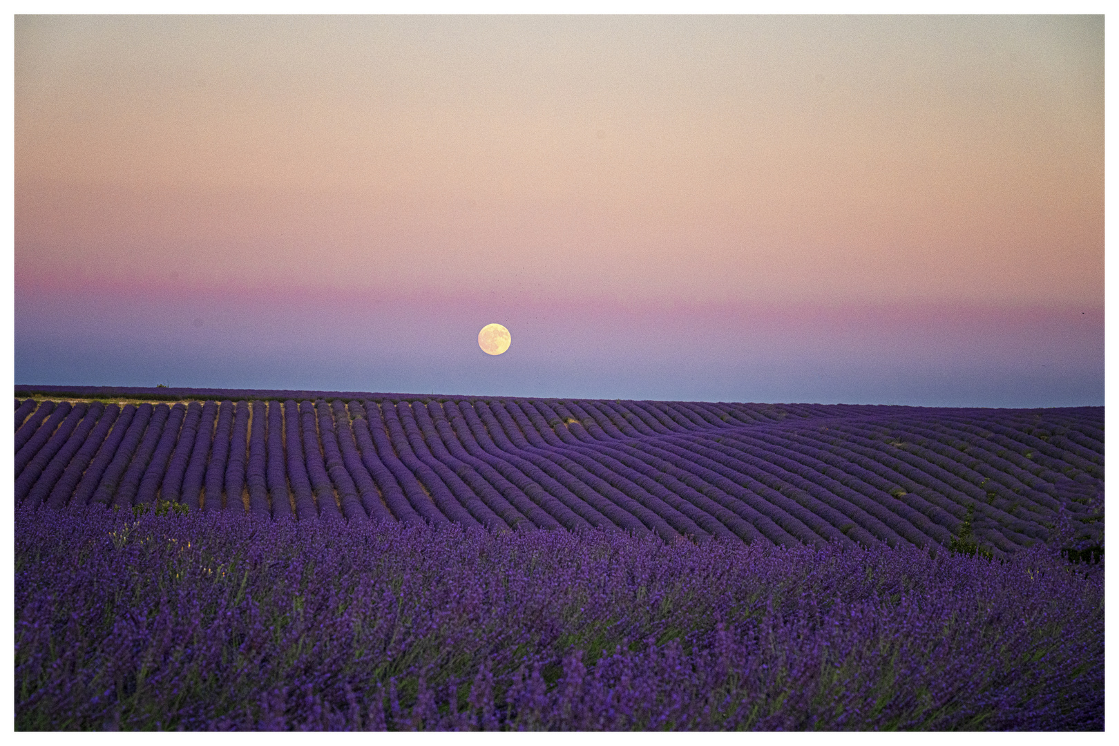 Lavendelfeld mit Vollmond