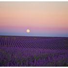 Lavendelfeld mit Vollmond