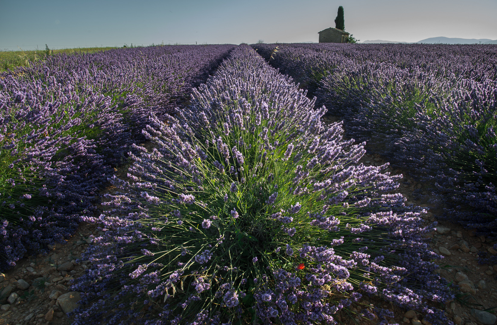 Lavendelfeld - Plateau de Valensole 2