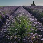 Lavendelfeld - Plateau de Valensole 2