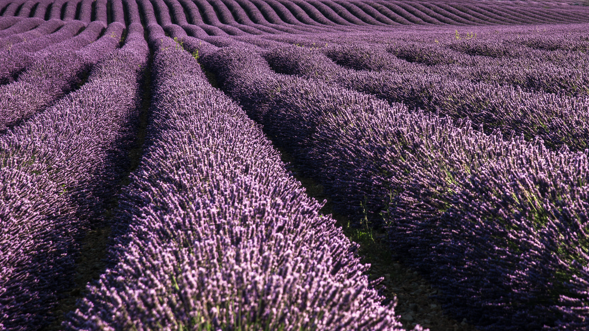 Lavendelfeld - Plateau de Valensole