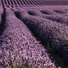 Lavendelfeld - Plateau de Valensole
