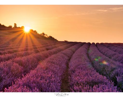Lavendelfelder auch in Österreich! 