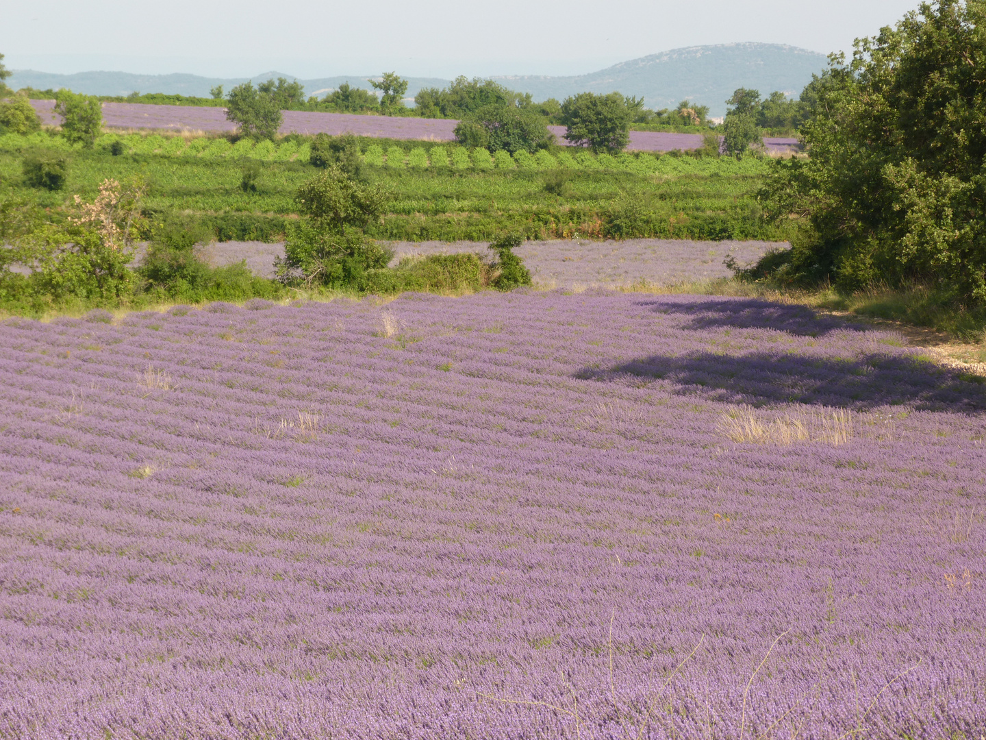 Lavendelfelder bei Avignon