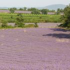 Lavendelfelder bei Avignon