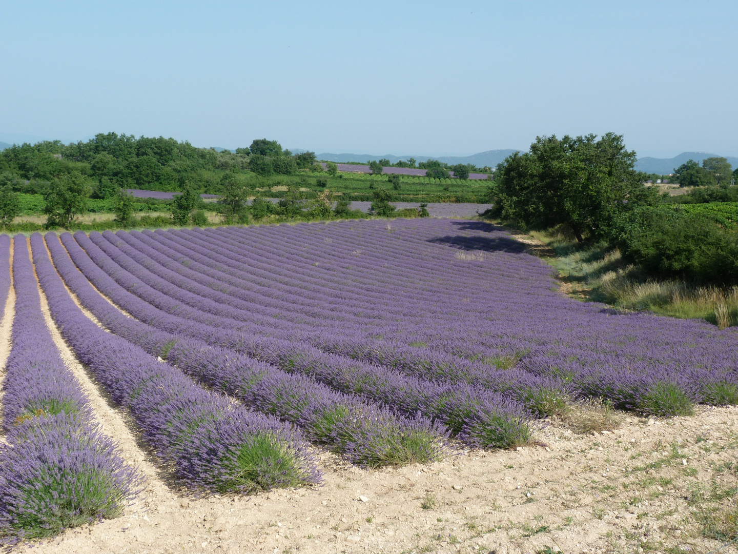 Lavendelfelder bei Avignon