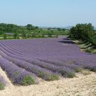 Lavendelfelder bei Avignon