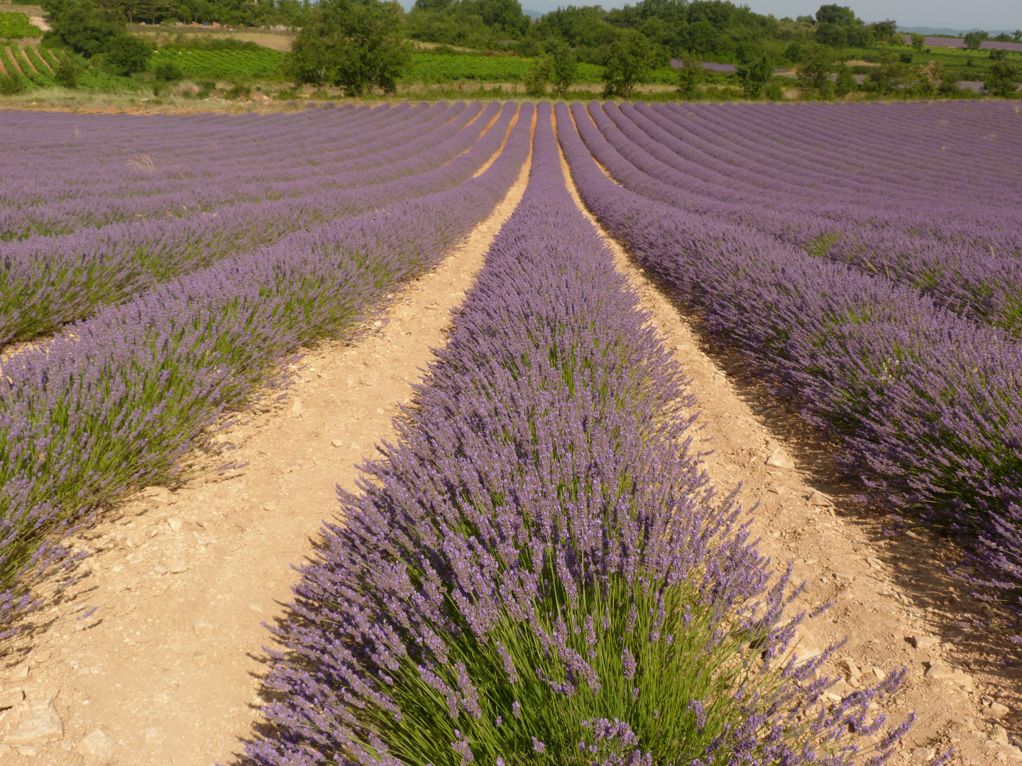 Lavendelfelder bei Avignon