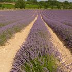 Lavendelfelder bei Avignon