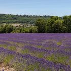 Lavendelfelder bei Sault