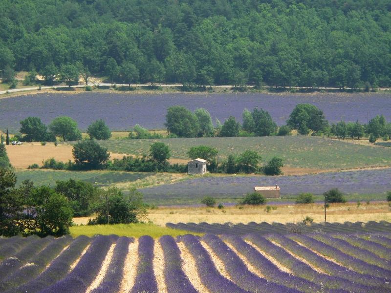 Lavendelfelder der Provence