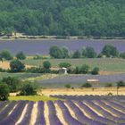 Lavendelfelder der Provence