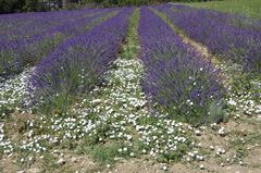 Lavendelfelder in der Provence